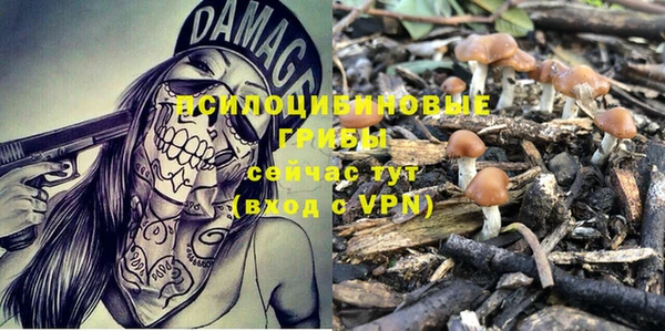 шишки Новозыбков