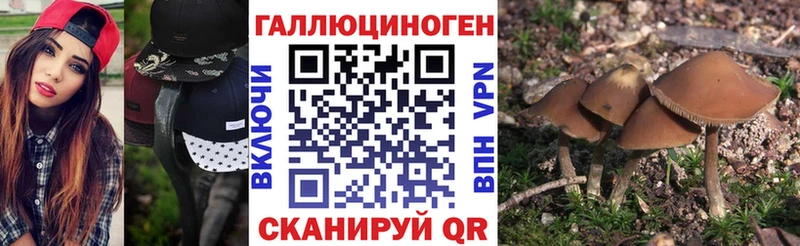 Галлюциногенные грибы Psilocybine cubensis  Струнино 